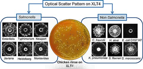 得益于新开发的激光传感器，沙门氏菌检测变得更加简单